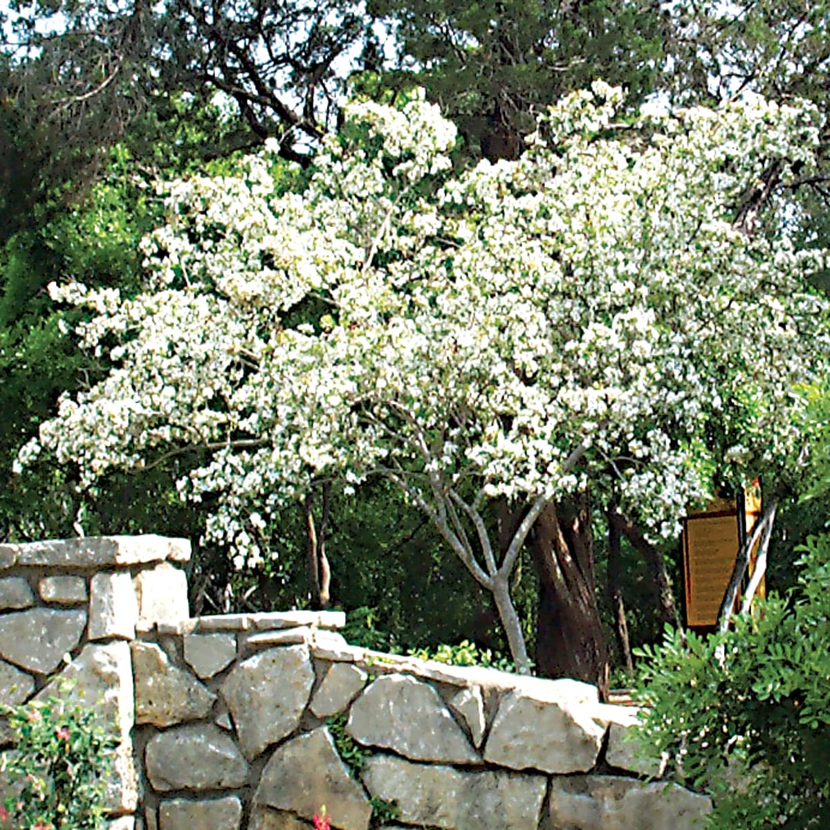 Anacacho Orchid Tree Bauhinia lunarioides